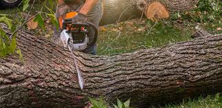 Best Tree and Shrub Care  in Los Altos, CA