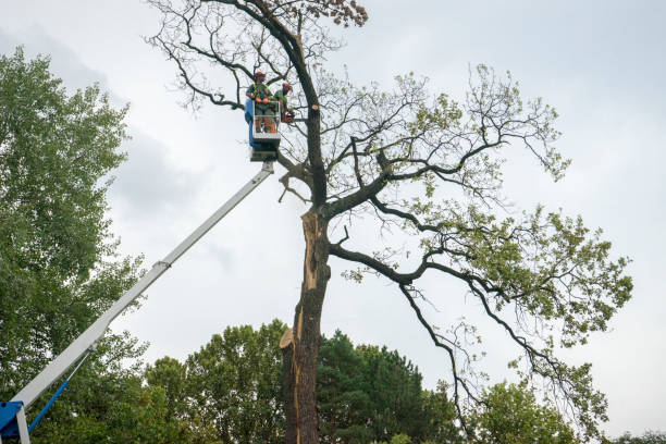 Best Tree Cabling and Bracing  in Los Altos, CA