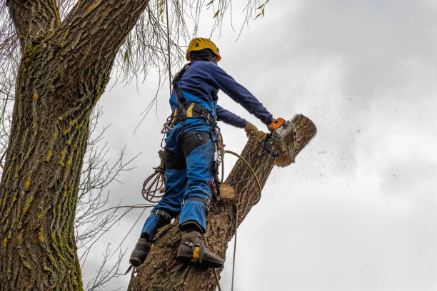 Best Tree Disease Treatment  in Los Altos, CA