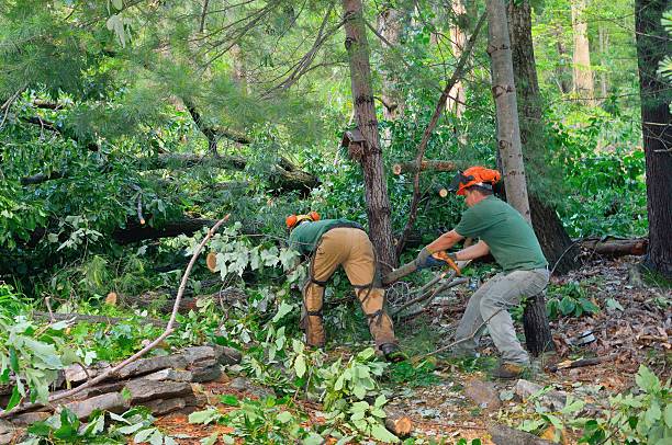 Best Tree Trimming and Pruning  in Los Altos, CA