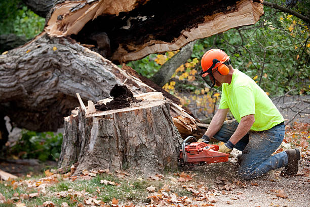 How Our Tree Care Process Works  in  Los Altos, CA