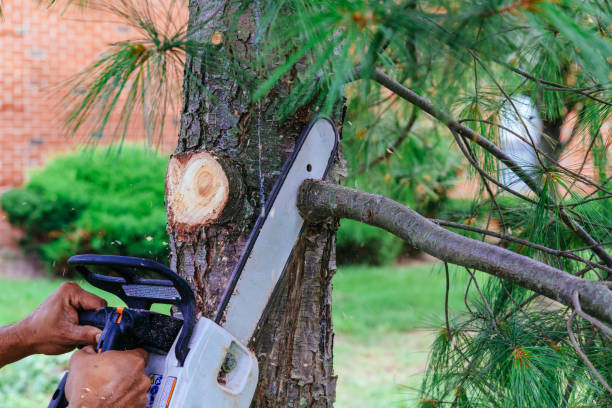 Best Palm Tree Trimming  in Los Altos, CA